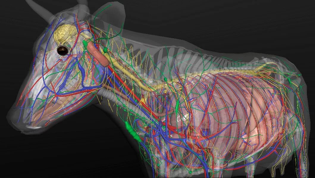 Нервная система КРС. Нервная система КРС анатомия. Вегетативная нервная система коровы. Периферическая нервная система животных.