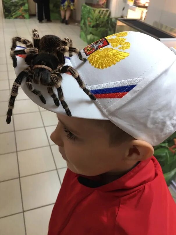 Тц уровни краснодар пауки