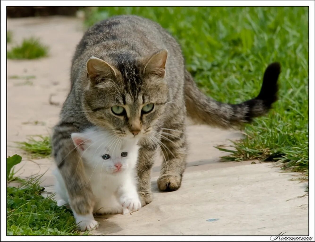 Жил на свете котенок. Кошка защищает котят. Маме котиков. Котики мы. Смешные фото животных с надписями.