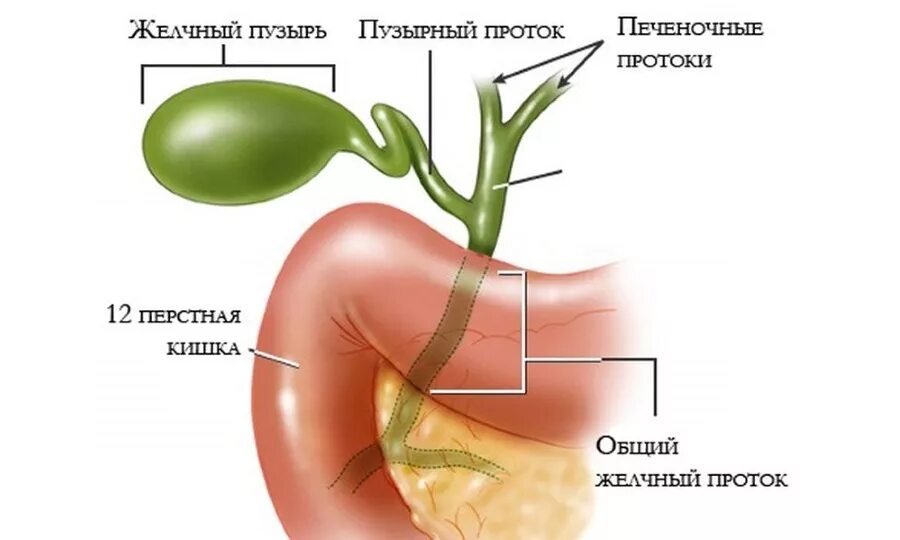 Сильные боли в желчном. Анатомия ЖКТ желчный пузырь. Желчный пузырь с протоками анатомия. Пузырный проток желчного пузыря.