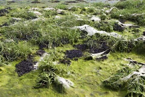 Водоросли в воде и на суше