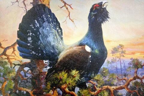 Глухарь 47