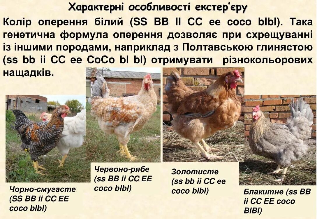 Какие куры яйценосные несушки