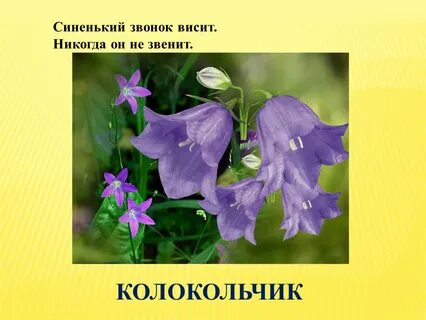 Колокольчик однозначное или