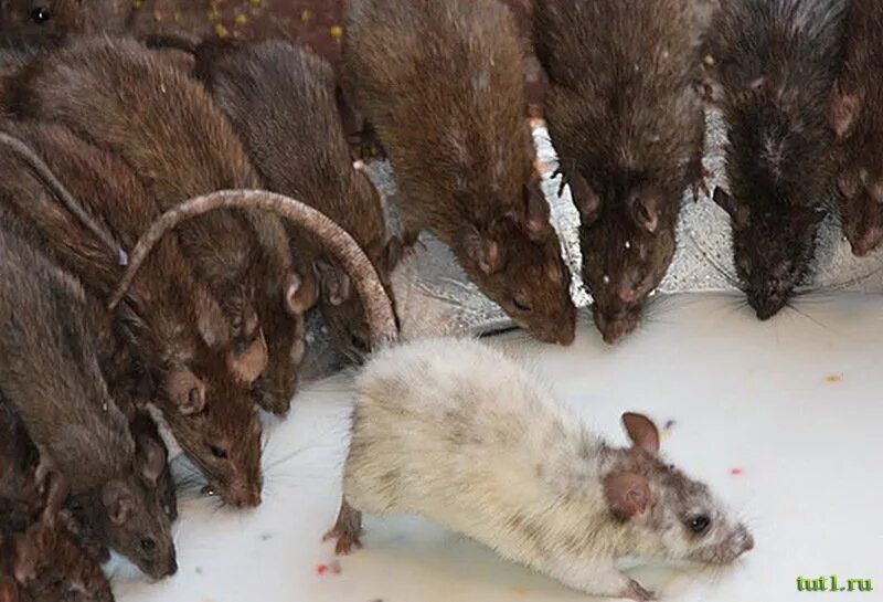 Крысиная морда. Крыса. Крыса лонгхейр. Афганская крыса людоед. Бульдоговая крыса.