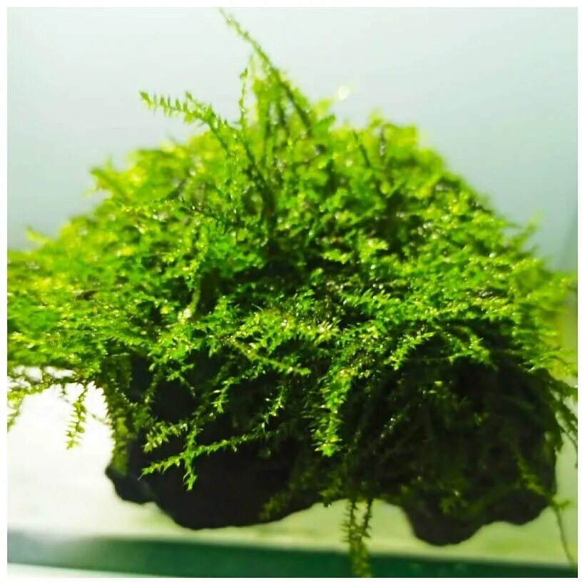 Bubble). Bubble). Moss sp. Аквариумный мох бабл. Мох анчер.