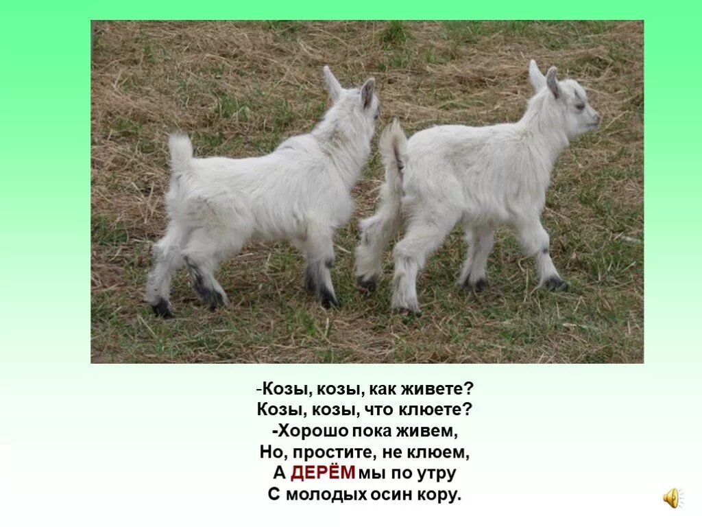 Как отличить козу от козла. 4 козы. козёл и коза разница. доклад про козу. коза и козел отличия.