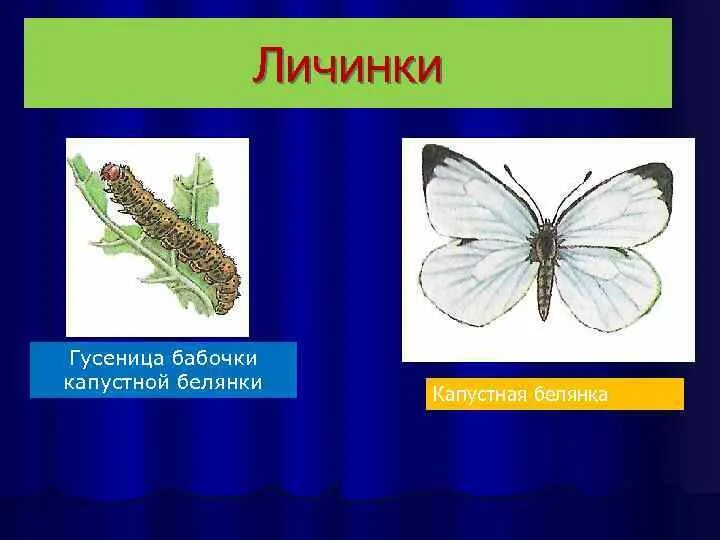 Белянка капустная класс отряд. Цикл развития бабочки белянки. Цикл капустной белянки. Личинка капустной белянки. Развитие бабочки капустницы.