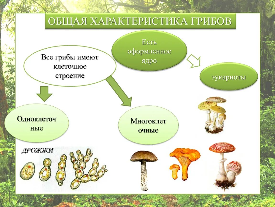 Характеристика грибов 6 класс биология. Общая характеристика царства грибов 7 класс биология. Грибы биология общая характеристика. Рост царства грибов.