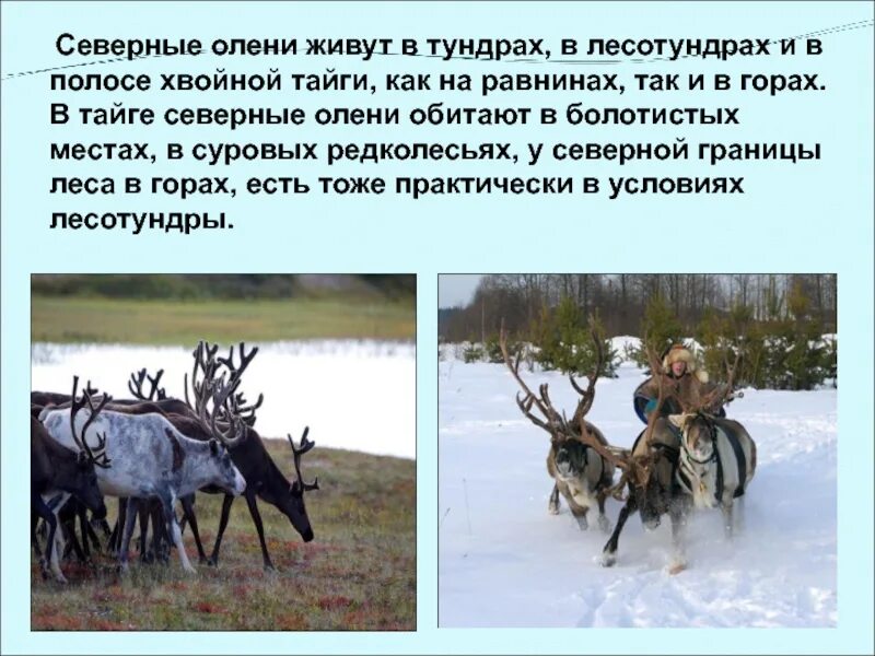 Северный олень тундры сообщение 4. Презентация на тему северные олени. сведения о олене. сведения о северном олене. северный олень доклад.
