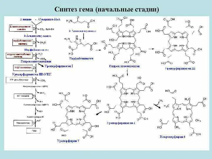 Синтез гему. Синтез гема с формула ферментов. Схема синтеза гемоглобина. Синтез гема биохимия схема. Синтез гемоглобина биохимия.