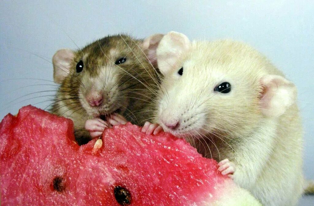 Крыса домашняя. Декоративные крысы. Крыса домашняя. Какую крысу едят. Крыса домашняя.