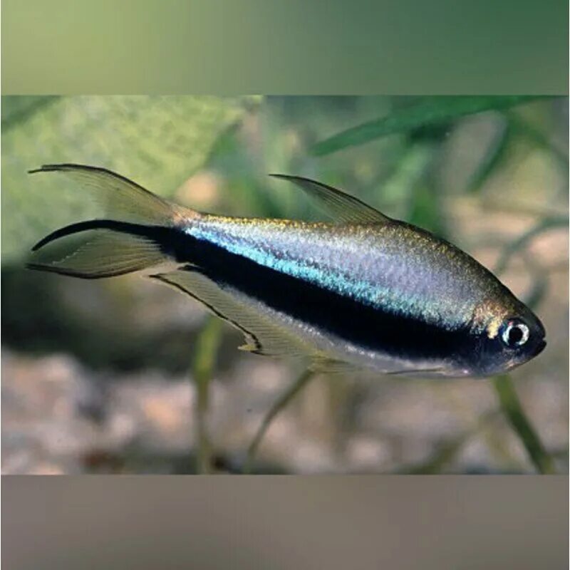 Аква тетры. Тетра бриллиантовая (moenkhausia pittieri) s. Эритрозонус аквариумная рыбка. Тетра рыбка аквариумная. Харациновые рыбки.