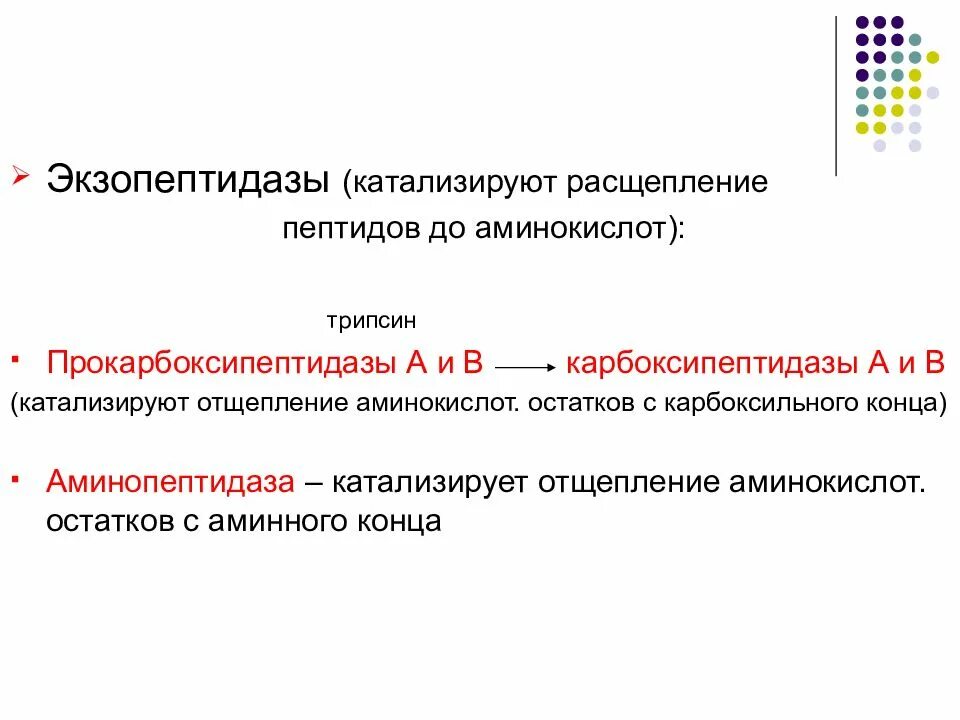 Расщепляет полипептиды. Экзопептидазы. Расщепление пептидов до аминокислот. Расщепление пептидов трипсином. Аминопептидаза экзопептидаза.