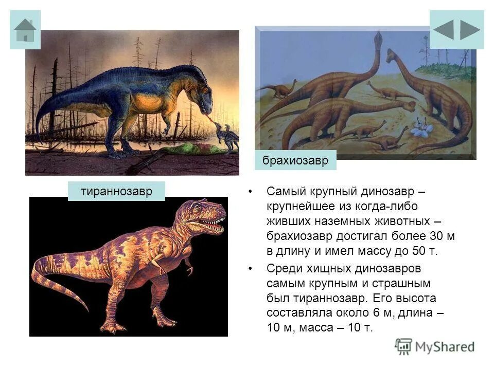 В мезозойскую доминирующей группой наземных животных были. В мезозойскую доминирующей группой наземных животных были