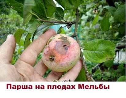 Плоды яблони мельба