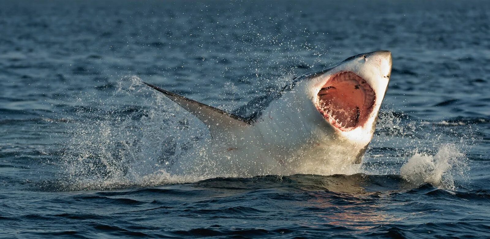 Где нет акул. Great white shark , carcharodon carcharias,. белая акула carcharodon carcharias фото. акула мако нападение на человека.