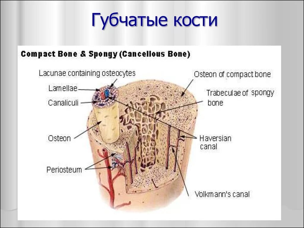 Строение губчатой кости. Губчатая кость строение. Губчатый. Структура губчатых костей.