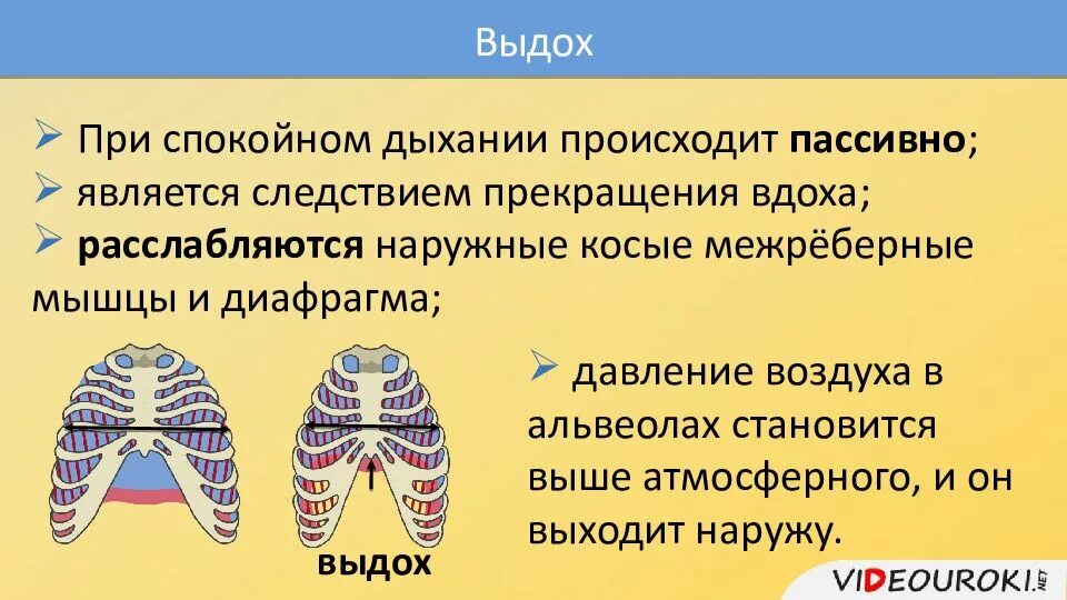Путь воздуха при вдохе и выдохе. Дыхательные движения регуляция дыхания 8 класс биология. регуляция вдоха и выдоха. дыхательные движения регуляция дыхания презентация. дыхательные мышцы при вдохе.