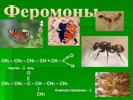 Гексен 2 ин 4