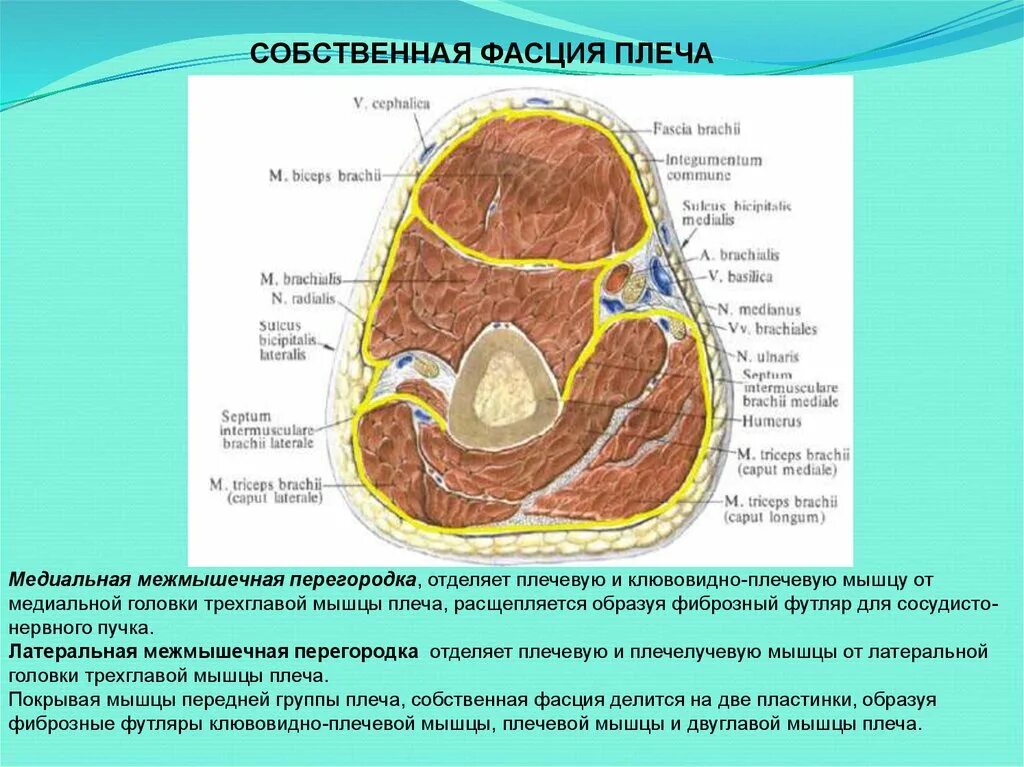 Латеральная межмышечная перегородка предплечья. Латеральная межмышечная перегородка плеча. Фасциальные ложа плеча топографическая анатомия. Фасция плеча межмышечная перегородка.