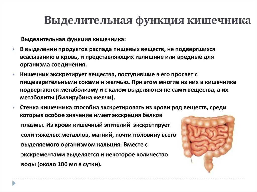 Функции толстого кишечника. Функции толстого кишечника