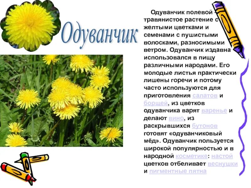 Жанры одуванчиков. Растения нашего края. Растения нашего края доклад. Одуванчик лекарственный информация. Одуванчик это травянистое растение.