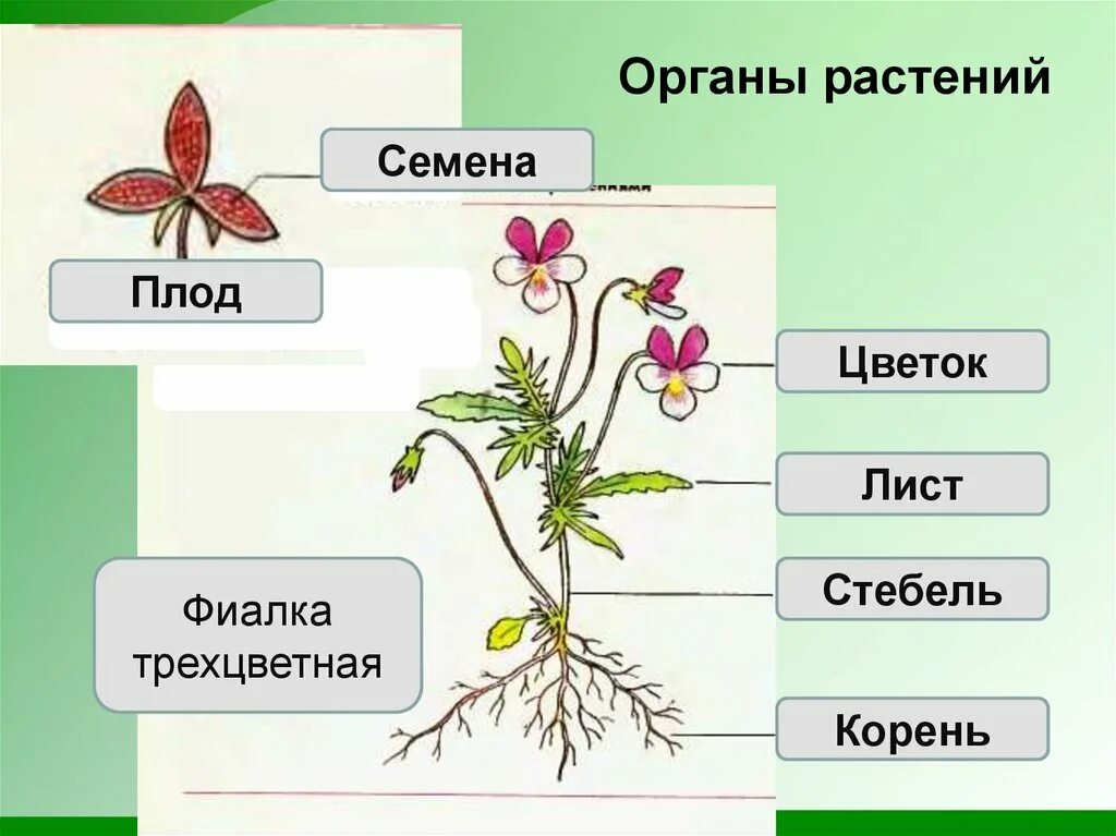 В каких органах растения находится