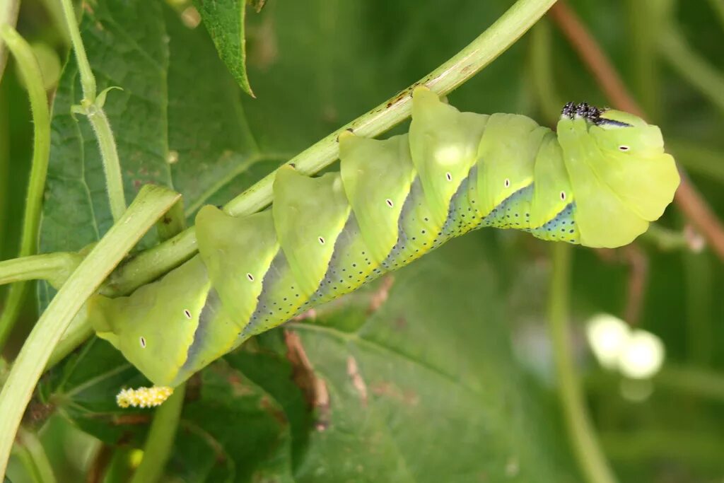 File:Acherontia atropos 11 (Harald Süpfle).jpg - Wikimedia Commons