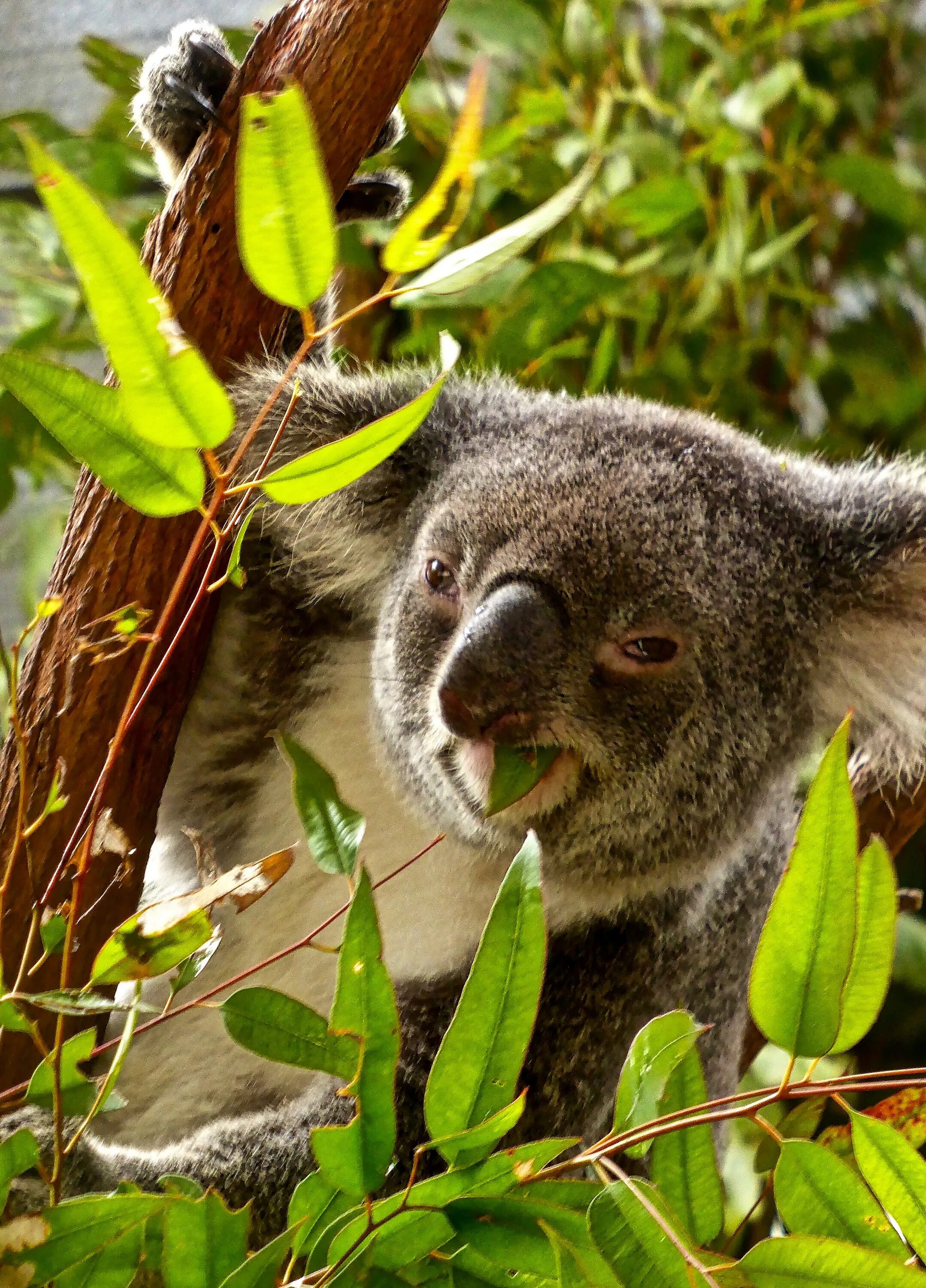 Коала в лесу. Коала на эвкалипте. Коала эвкалиптовый мишка. Эвкалиптовое дерево с коалой. Эвкалипт в Австралии.