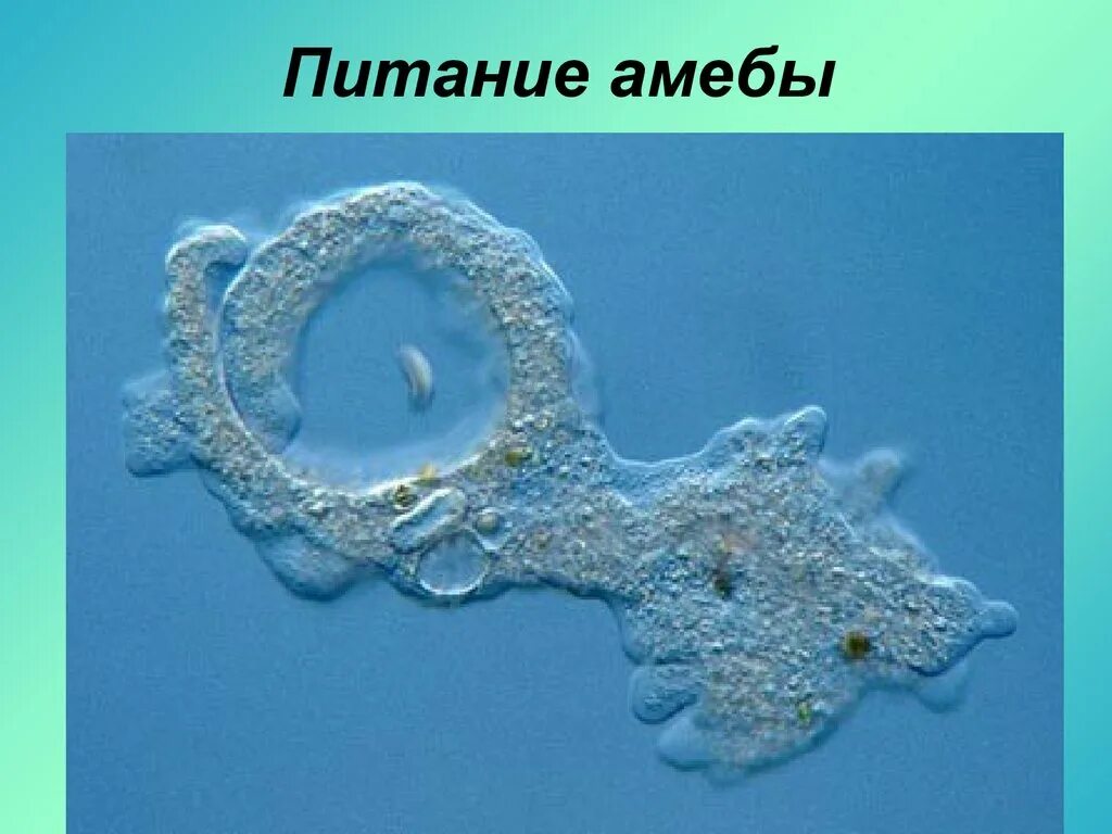 Захватывание пищи при помощи ложноножек