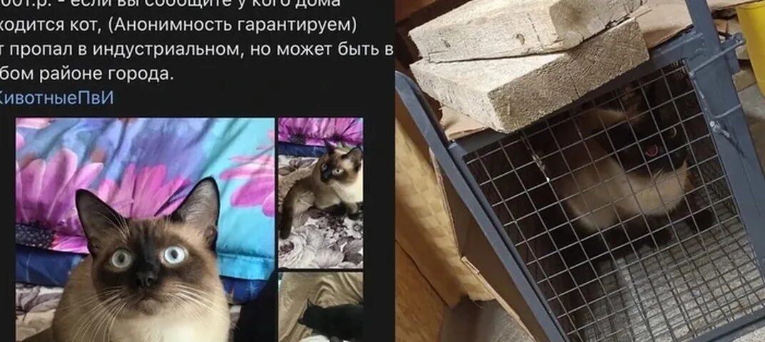 Включи коты нету