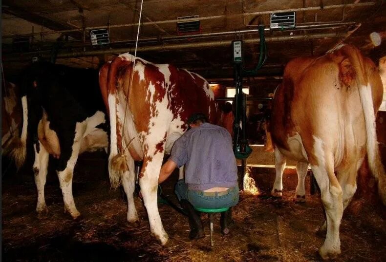 Подготовка коров к доению. Молоко после отела коровы. Сколько доится корова