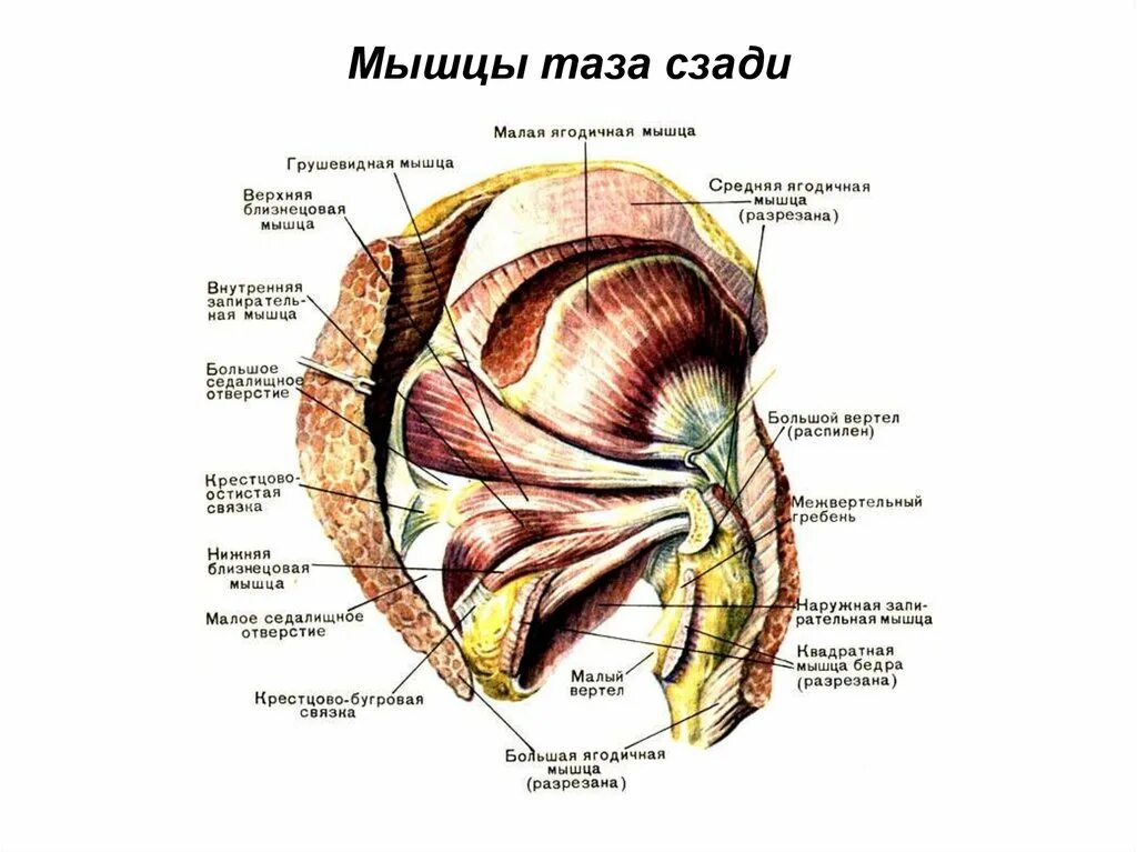 Мышцы тазового пояса внутренняя группа. Мышцы малого вертела бедренной кости. Мышцы большого таза. Мышцы таза вид спереди анатомия. Таз (анатомия) мышцы таза.