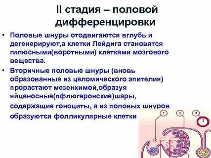 Половая стадия