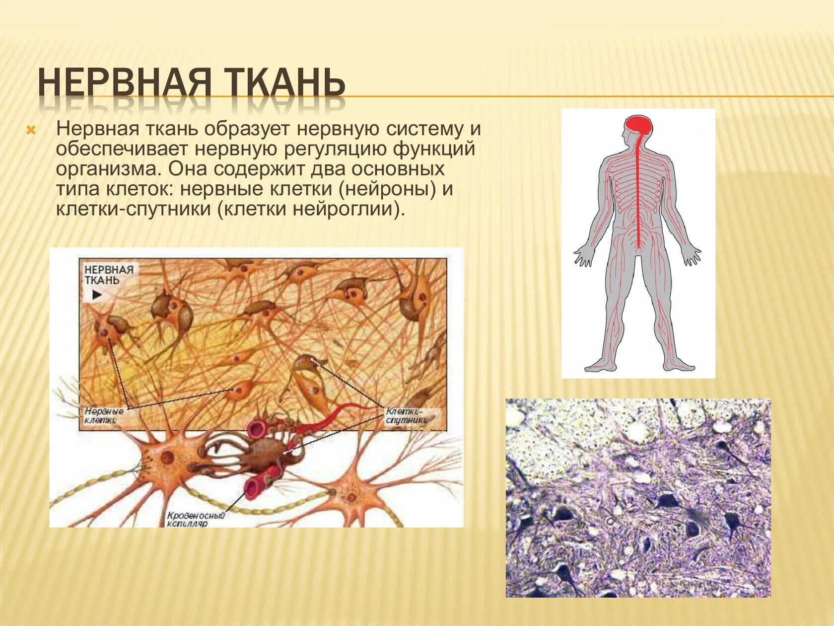 Какие органы образует нервная ткань. Нервная ткань. Ткани человека. Нервная ткань в организме человека. Нервная ткань строение и функции.