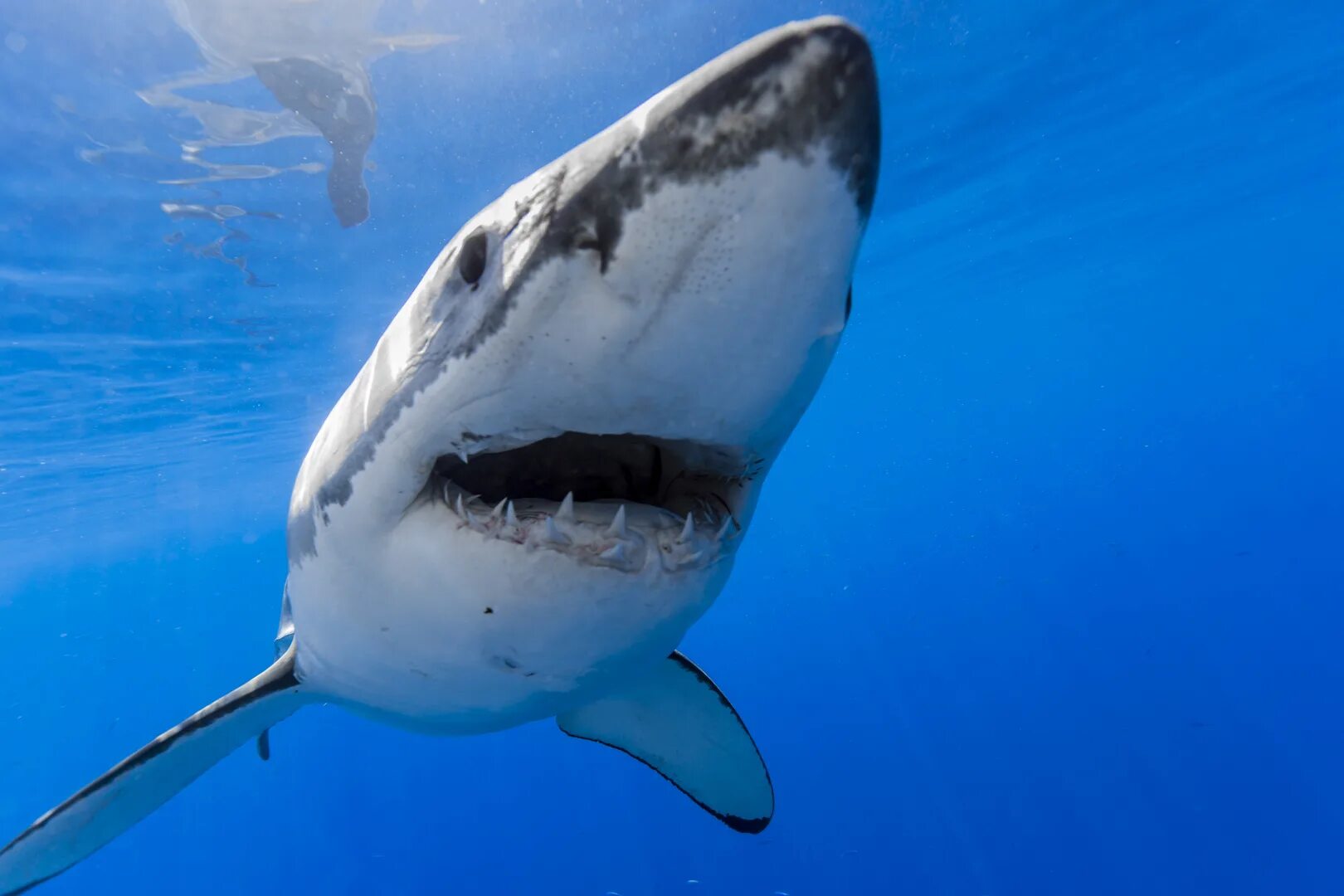 В пасти океана фильм. В пасти океана / great white (2021). Пасть океана. Майер шарк. Гангская акула.