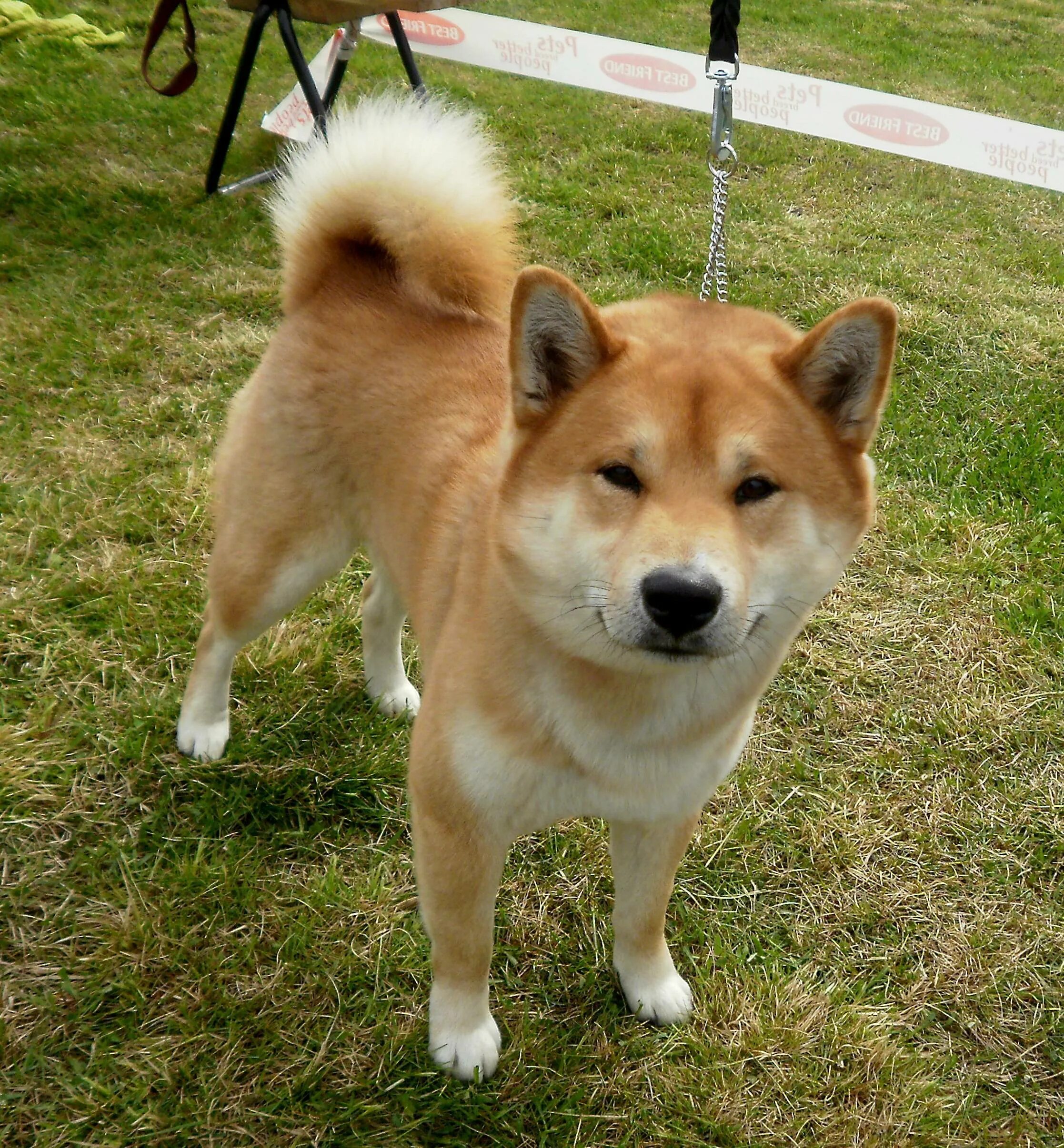 Собака японский сиба цена. Сиба ину. Сиба-ину породы собак. Японская порода собак сиба-ину. Японская лайка сиба ину.