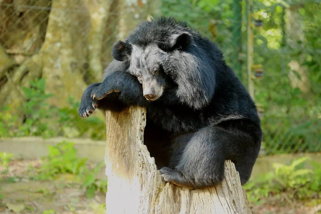 Мишка в лесу. Медведь гризли рычит. Bear si. Медведь в лесу. Медведь гризли.