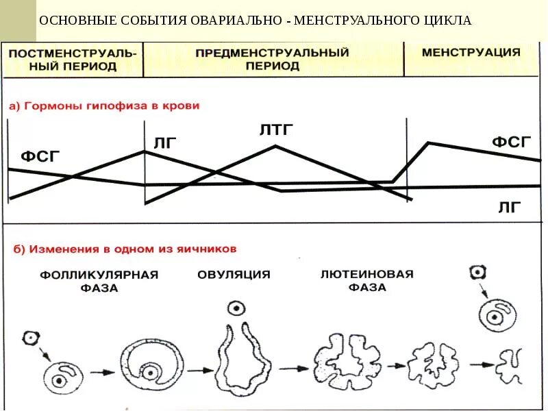 Овариально-менструальный цикл (схема). Схема овариально менструационного цикла гистология. Схема фаз овариально менструального цикла. Менструально овариальный цикл схема.