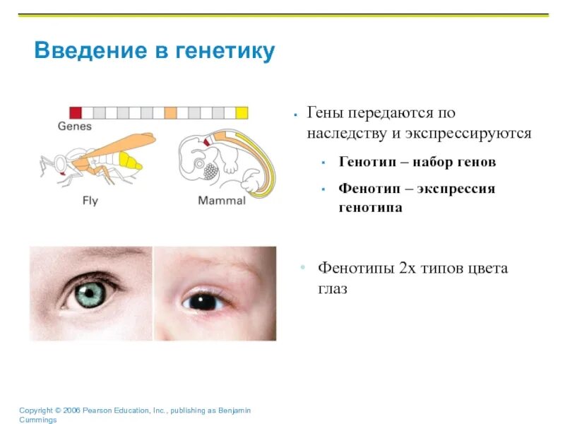 Как передаются гены. Генетика как передается по наследству. Введение в генетику. Генетика Введение. Гены отца передаются сыну