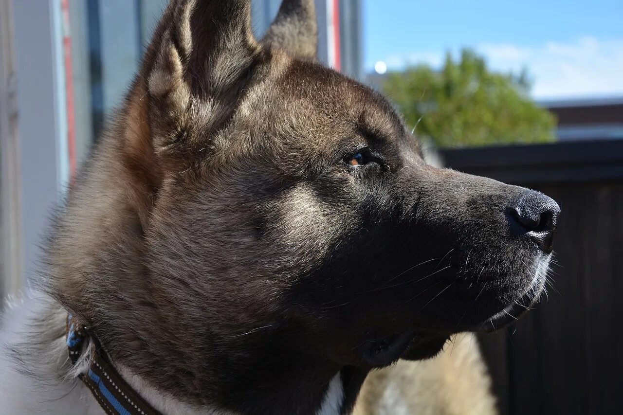 Собака татарстан. Бойцовая акита. akita dog american. американский атаки собака. дрим дог.