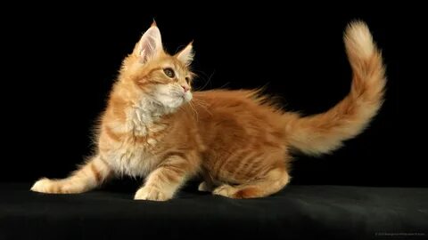 Кошка с длинным хвостом