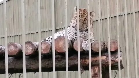 Телеграмм парк земля прайда