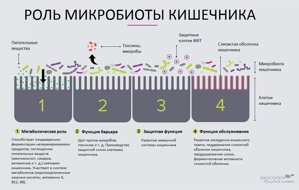 Микробиота и иммунитет человека. Роль микробиоты кишечника. Функции микрофлоры. Микрофлора микробиом микробиота.