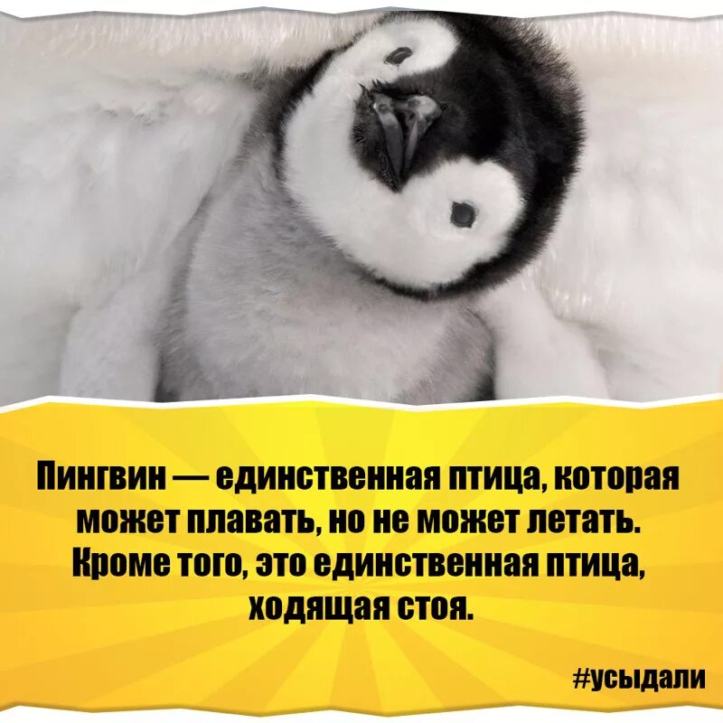Фактов о животных 3 класс. Интересные факты о животных. удивительные факты о животных. необычные факты о животных. интересные факты о животных в картинках.