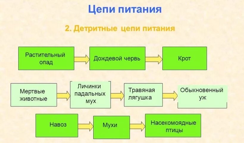 Цепь питания 1 звено 2 звено 3 звено. Пищевые Цепочки 5 класс биология 3 Цепочки. Таблица компоненты пищевой цепи. Как составить пищевую цепь.