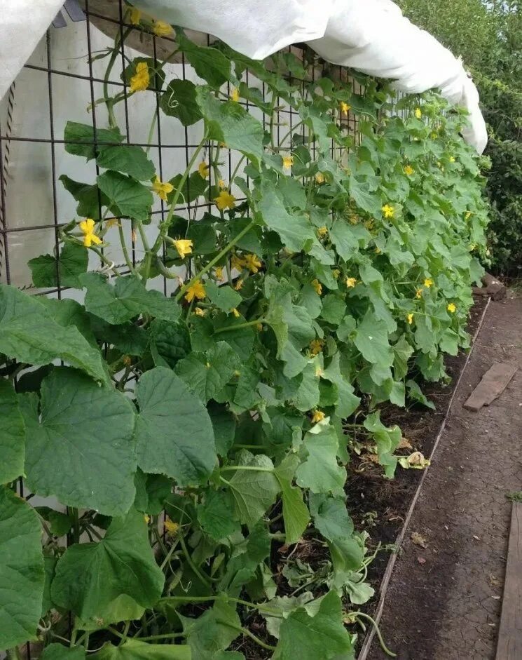 Подвязать огурцы в открытом грунте. Огуречная грядка. Красивые грядки для огурцов. Грядка огуречная с подвязкой. Шпалерная подвязка огурцов.