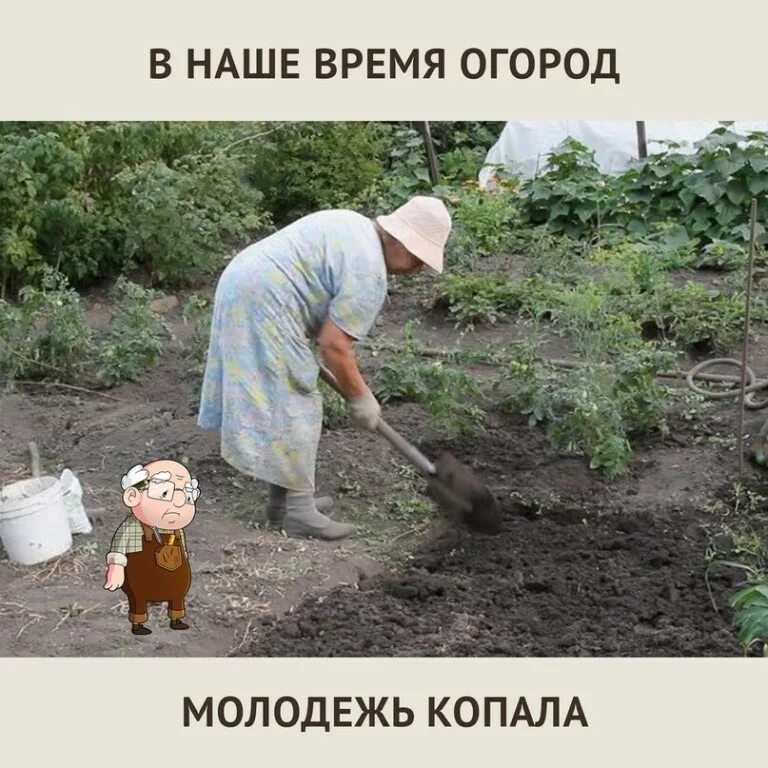 бабки в огороде. бабушка на грядке. пенсионеры на даче. прополка огорода. пенсионеры на даче.