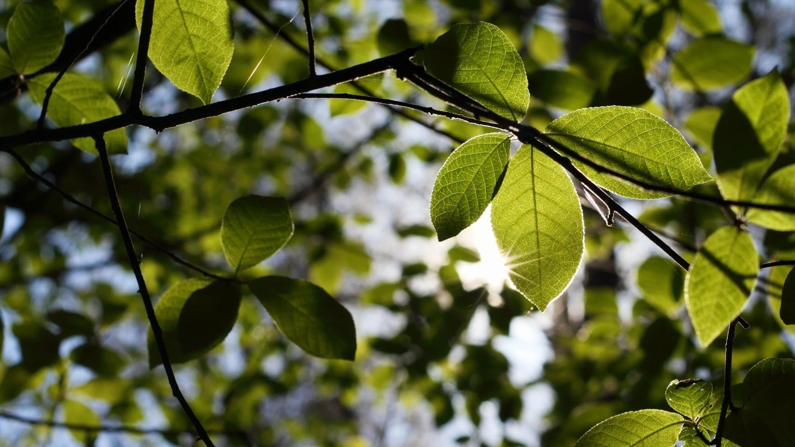 Tree leave